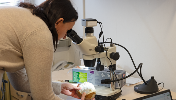 University of Hradec Králové Joins the CORNERSTONES ERC Project