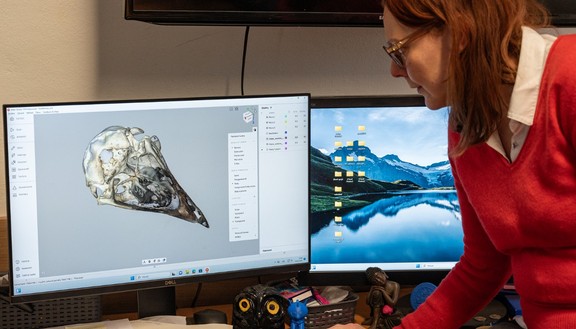 Když se věda potká s&nbsp;divočinou. Digitalizovali jsme kostry pro ZOO Dvůr Králové